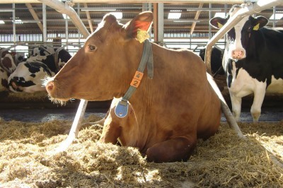 Kuh im Stall