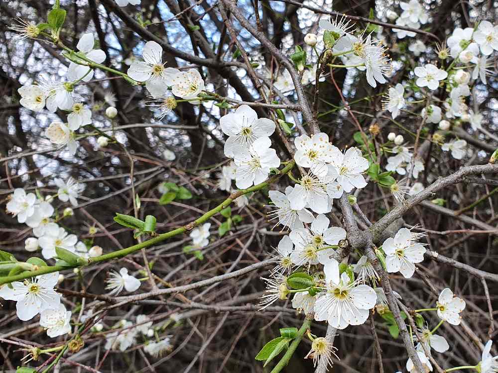 weiße Blüten am Strauch