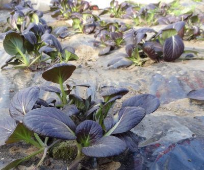 Roter Pak Choi