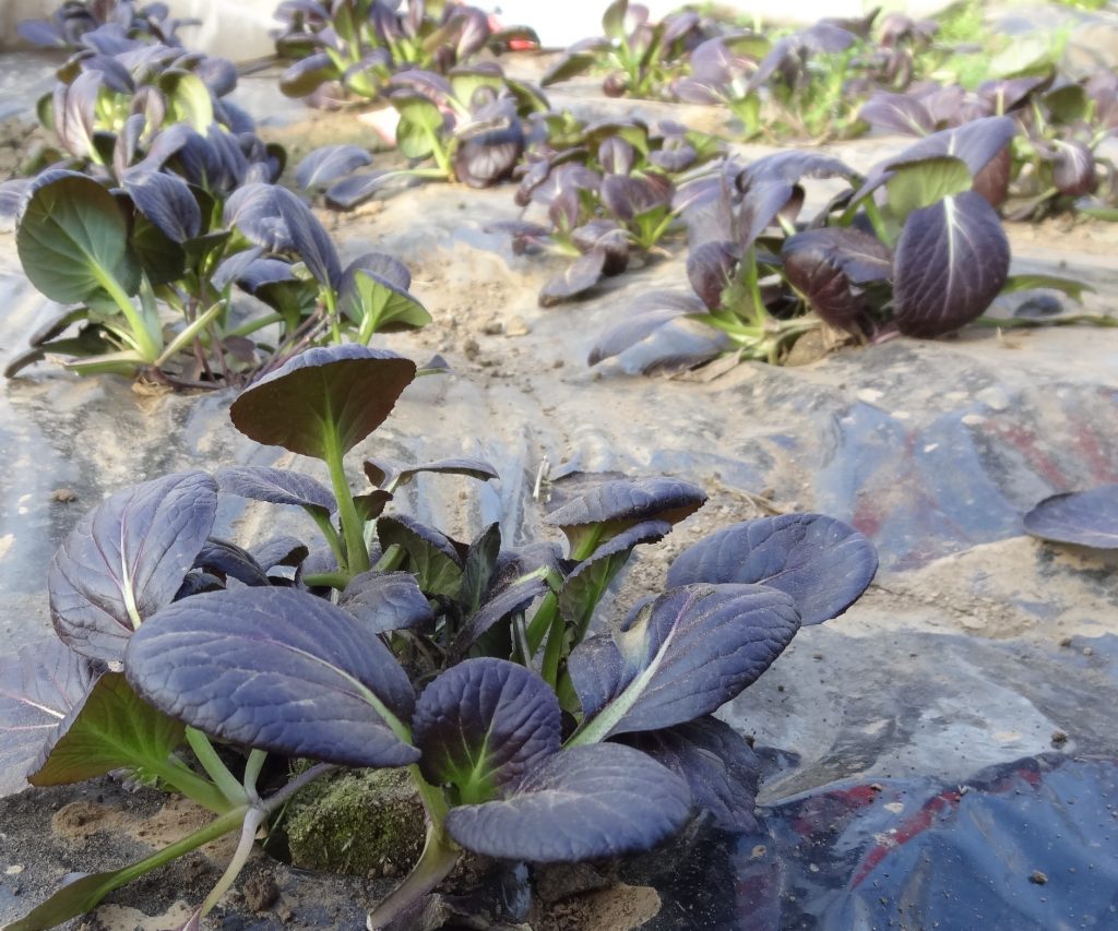 Roter Pak Choi