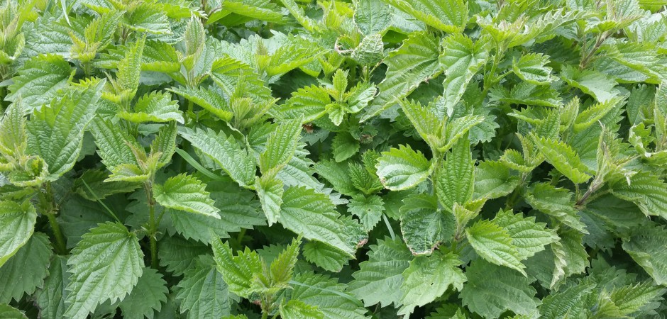 Große Brennnessel - Urtica dioica, Nesselgewächse
