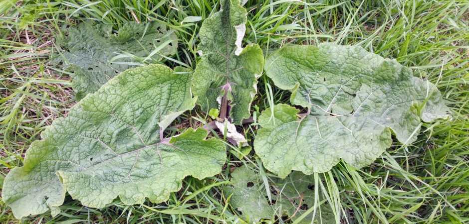 Große Klette - Arctium lappa, Korbblütler
