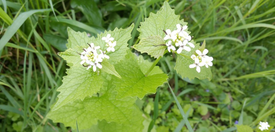 Gewöhnliche Knoblauchsrauke - Alliaria petiolata, Kreuzblütler