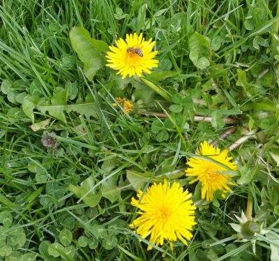 Gewöhnlicher Löwenzahn - Taraxacum officinale, Korbblütler