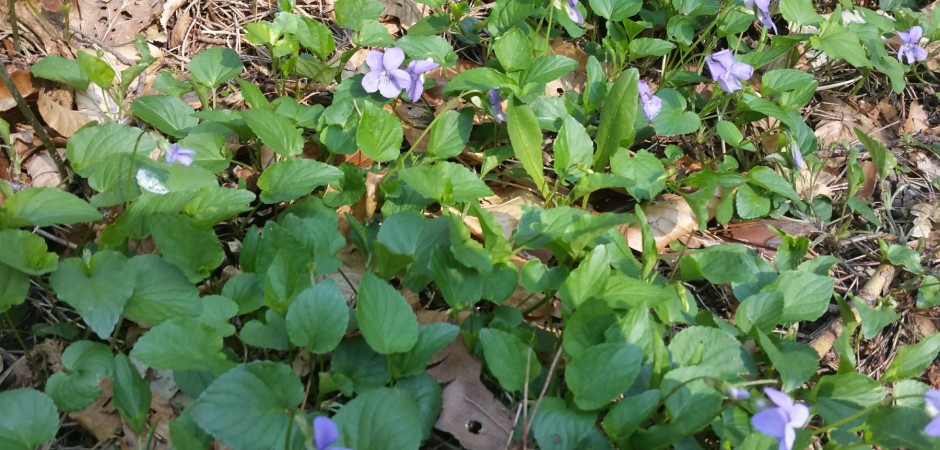März-Veilchen - Viola odorata, Veilchengewächse