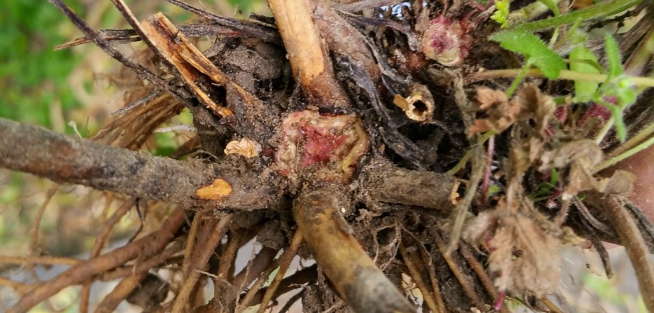 Echte Nelkenwurz - Geum urbanum, Rosengewächse