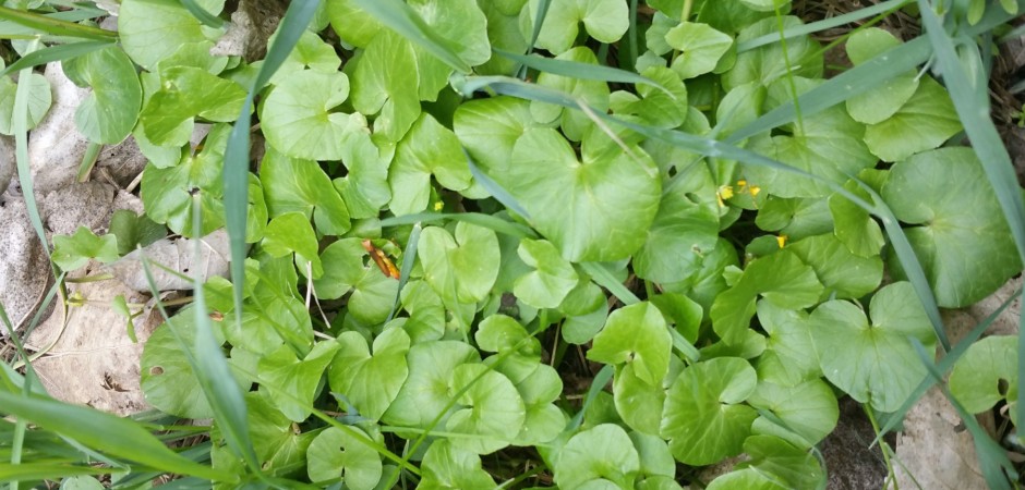 Gewöhnliches Scharbockskraut - Ranunculus ficaria, Hahnenfußgewächse