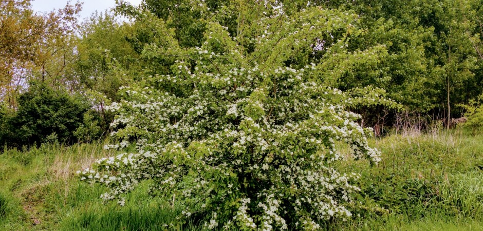 Zweigriffliger Weißdorn - Crataegus laevigata, Rosengewächse