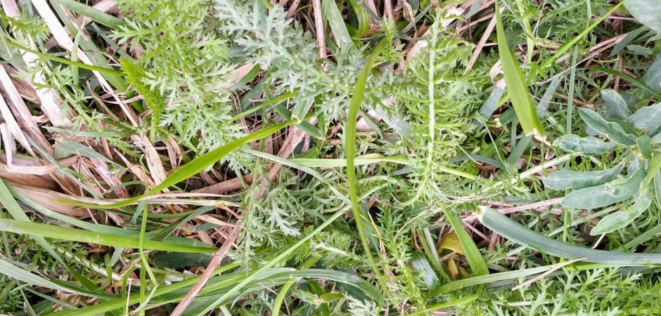 Wiesen-Schafgarbe - Achillea millefolium, Korbblütler