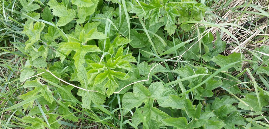 Wiesen-Bärenklau - Heracleum sphondyllium, Doldenblütler