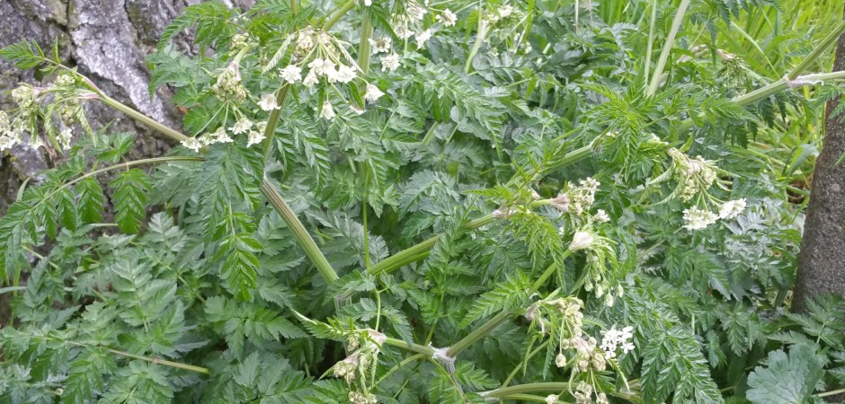 Gewöhnlicher Wiesen-Kerbel - Anthriscus sylvestris, Doldenblütler