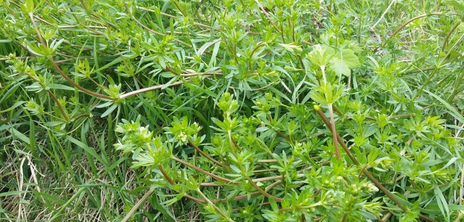 Wiesen-Labkraut, Galium mollugo, Rötegewächse
