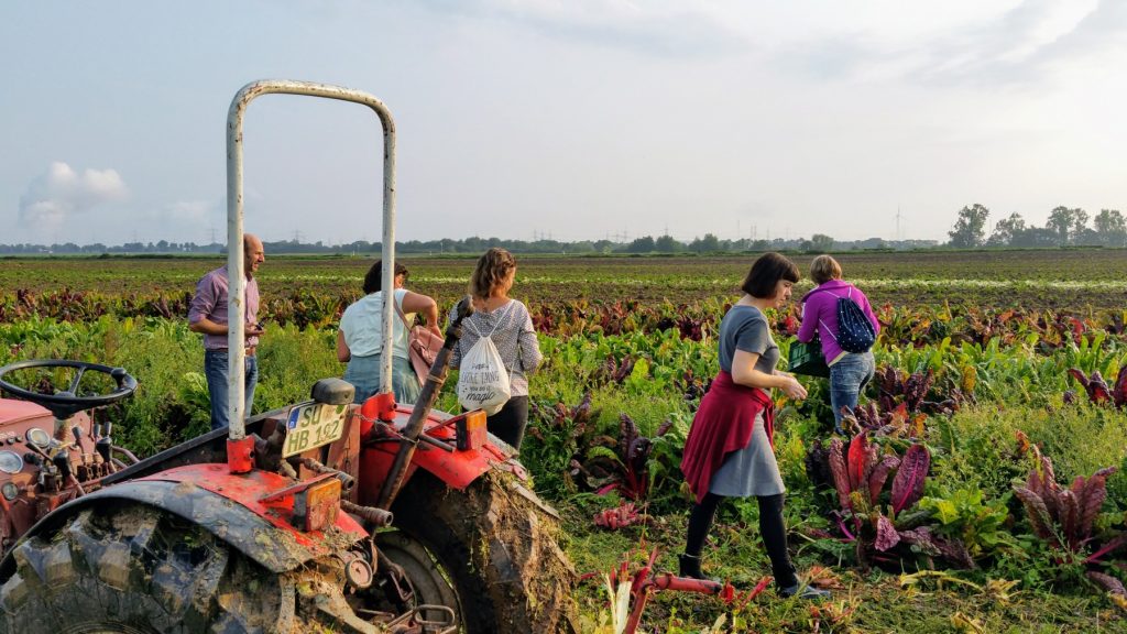 Foodblogger ernten frisches Gemüse