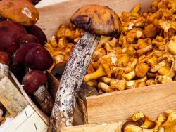 mushrooms-1603666_1280