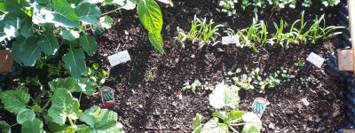 Hochbeet von oben mit Pflanzen