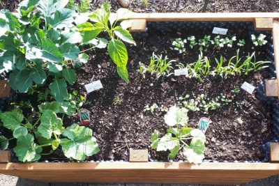 Hochbeet von oben mit Pflanzen