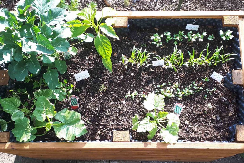 Hochbeet von oben mit Pflanzen