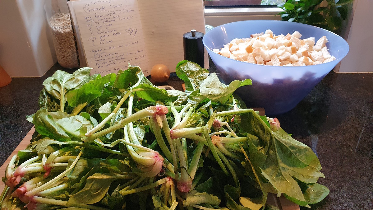 Frischer Spinat und altbackene Brötchen für Spinat-Knödel