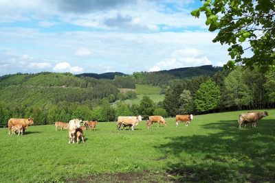 Rinder auf einer grünen Wiese in der Eifel
